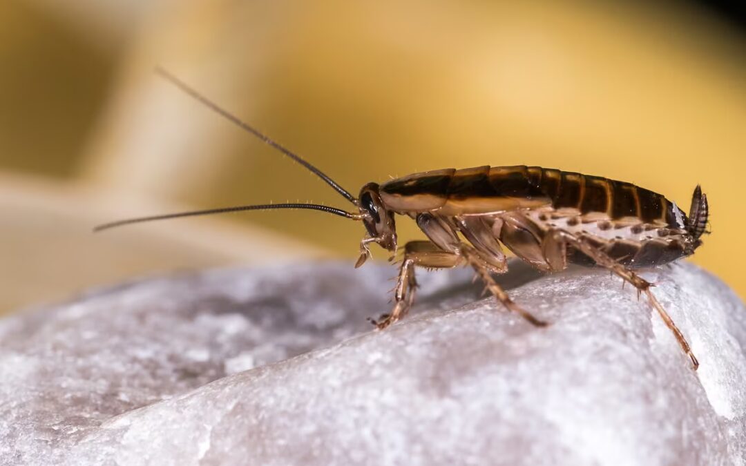 Comment se débarrasser des cafards ?